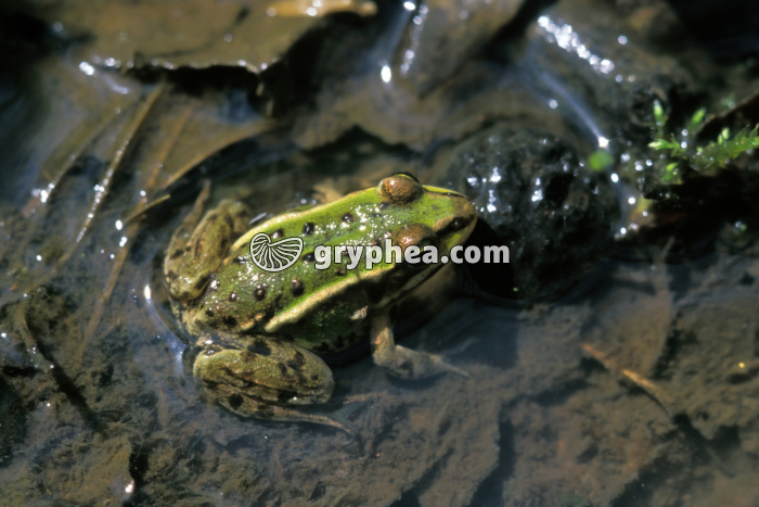 Grenouille verte - gryphea.com